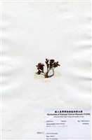 藏品(有柄褐扇藻)的圖片